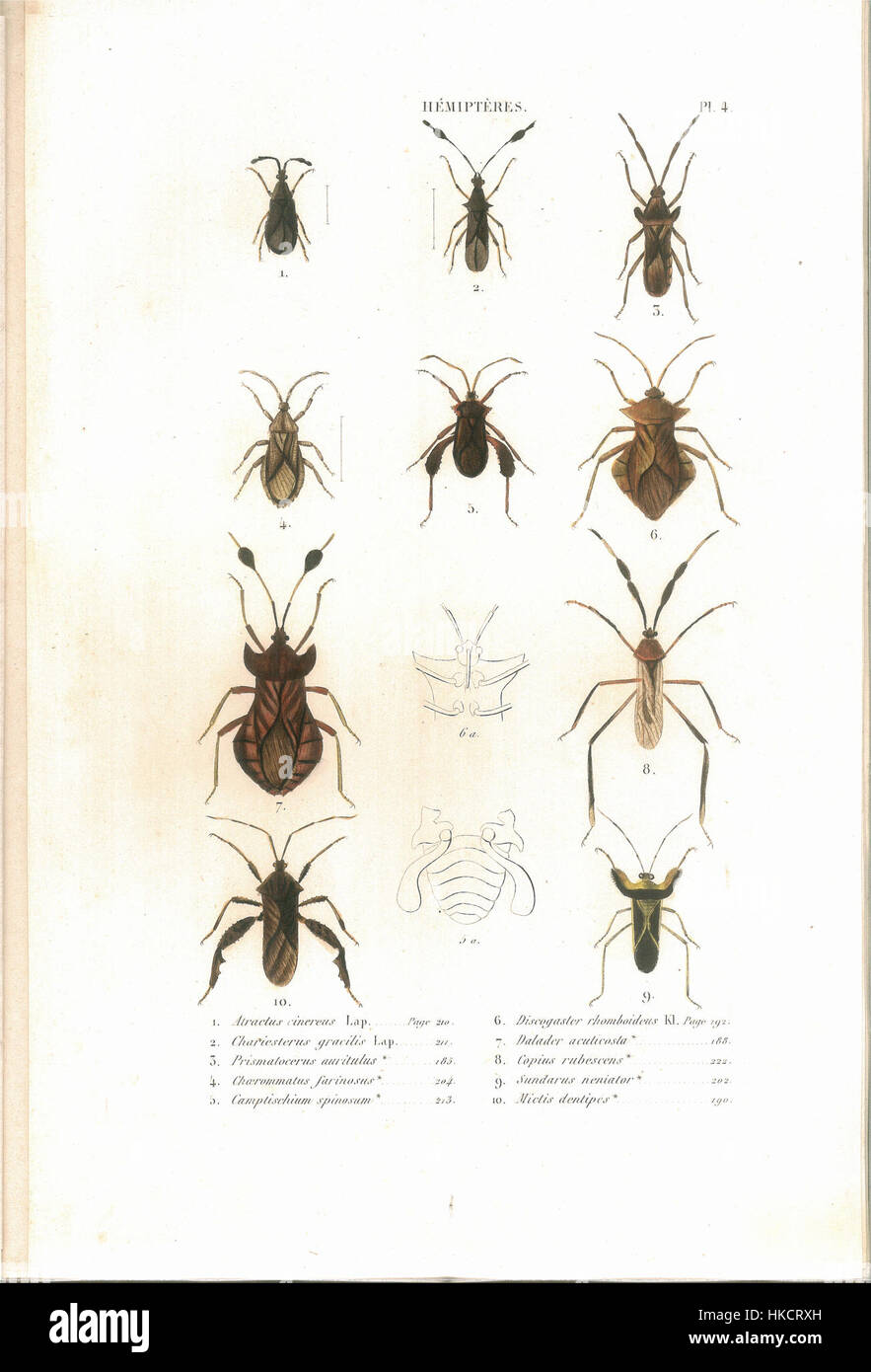 This plate from C.J.B. Amyot’s 'Histoire naturelle des insectes ...