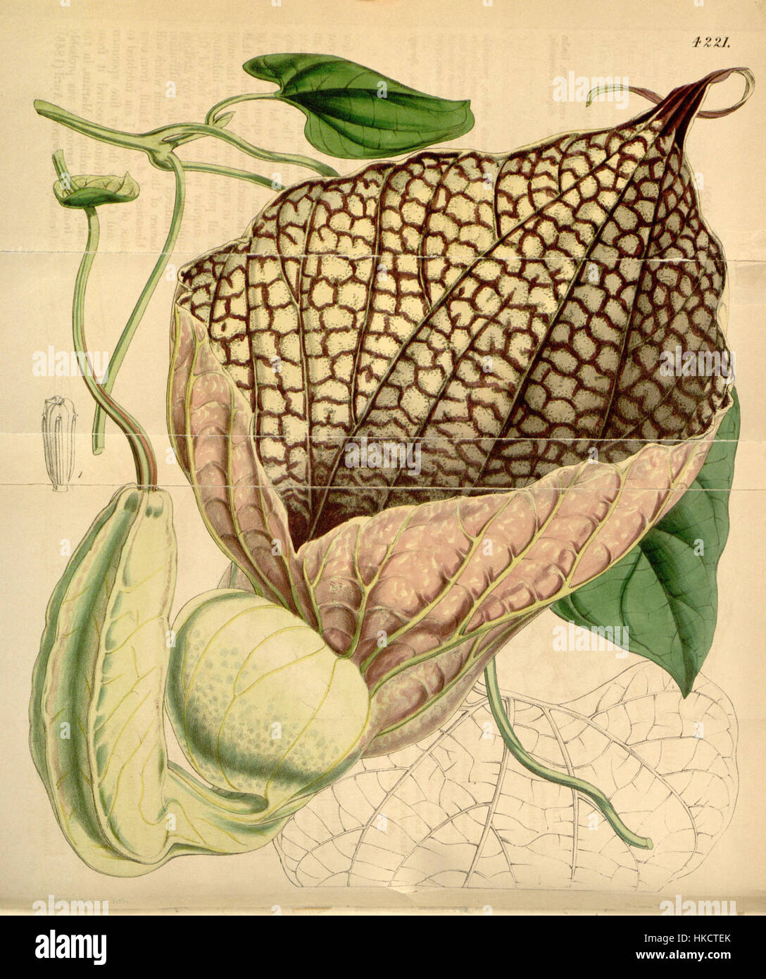 Aristolochia grandiflora (A. gigantea) Bot. Mag. 72. 4221. 1846 Stock Photo
