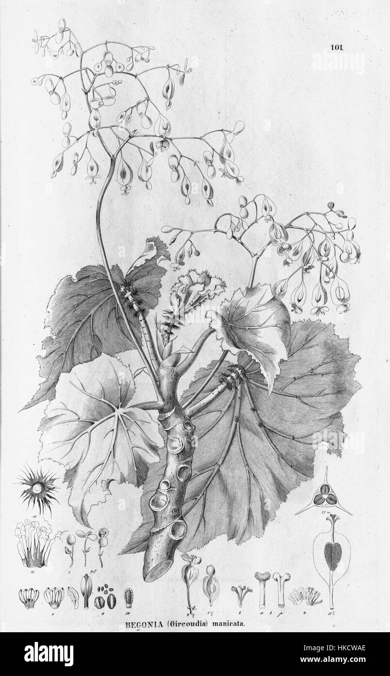 Begonia manicata Stock Photo