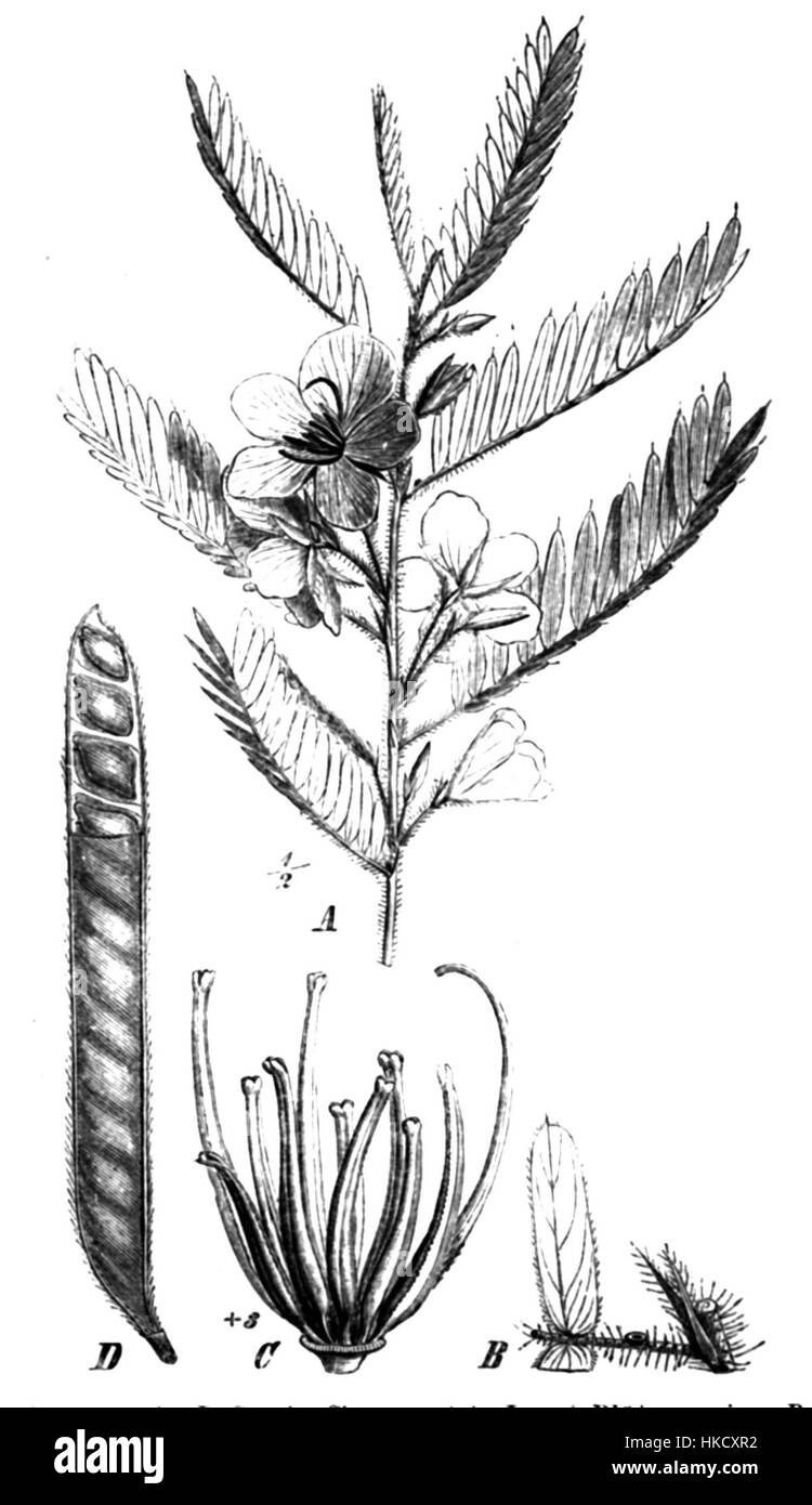 Chamaecrista fasciculata Taub89a Stock Photo