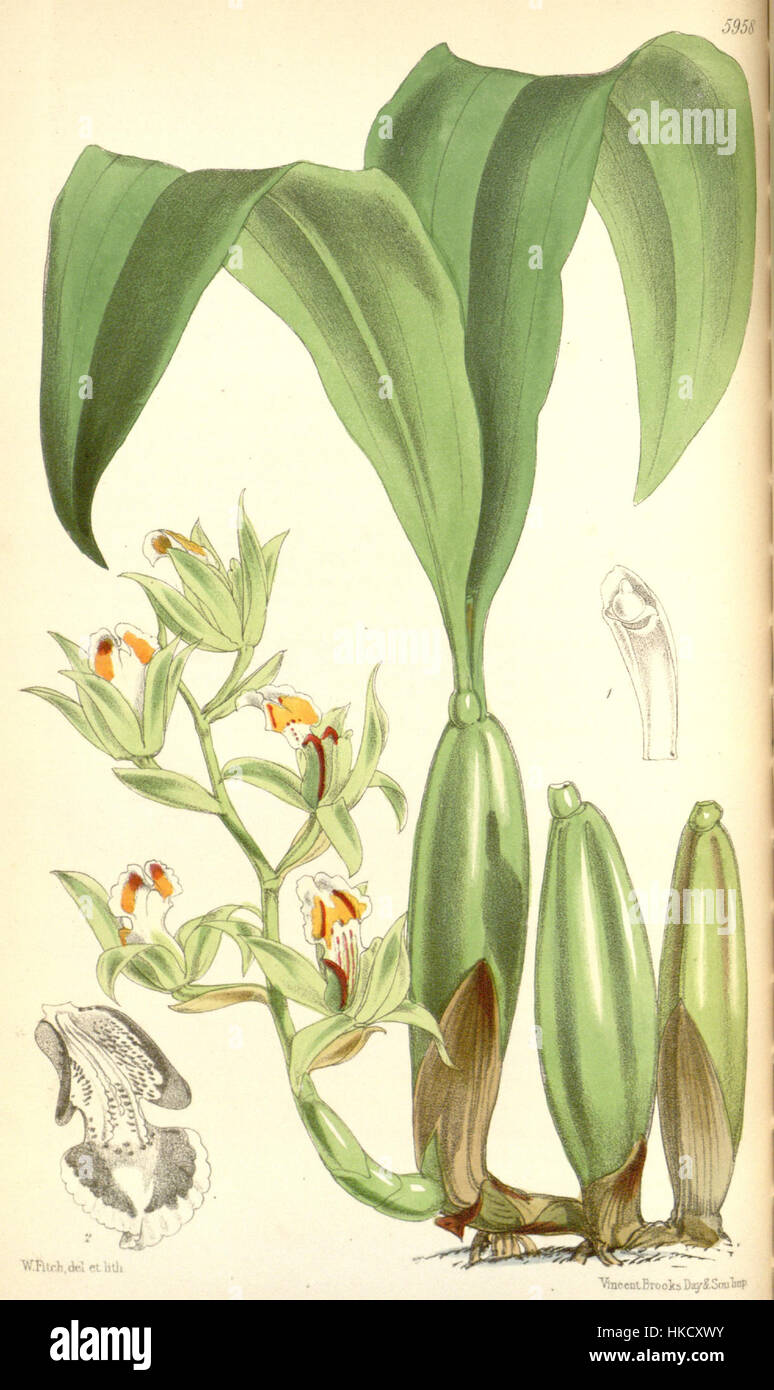 Coelogyne lentiginosa   Curtis' 98 (Ser. 3 no. 28) pl. 5958 (1872) Stock Photo