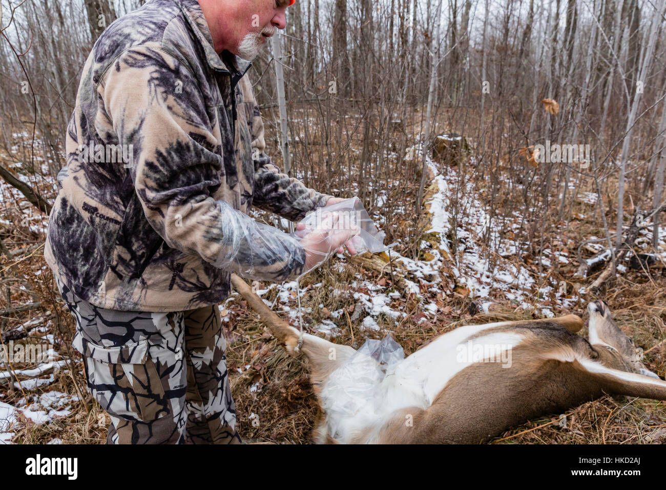 Field dressing a whitetailed buck in Wisconsin Stock Photo Alamy