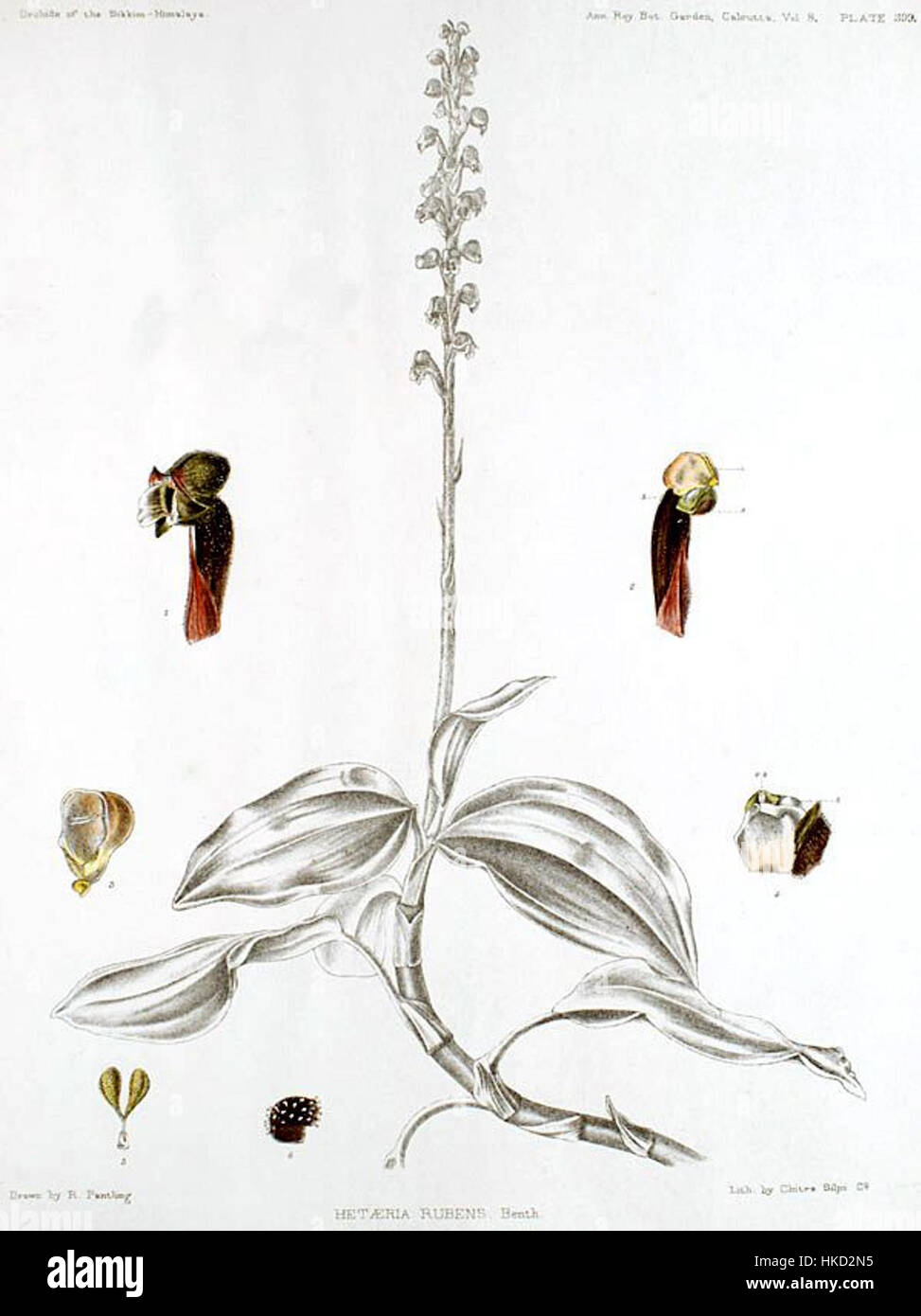 This botanical illustration from 1898 shows 'Hetaeria affinis', an orchid species native to the Sikkim Himalaya. The detailed depiction captures the unique features of the flower, a key part of the region’s diverse flora. Stock Photo