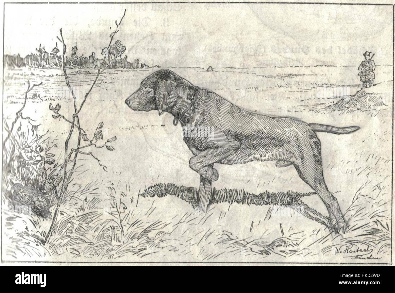 Heubach hunting dog Stock Photo