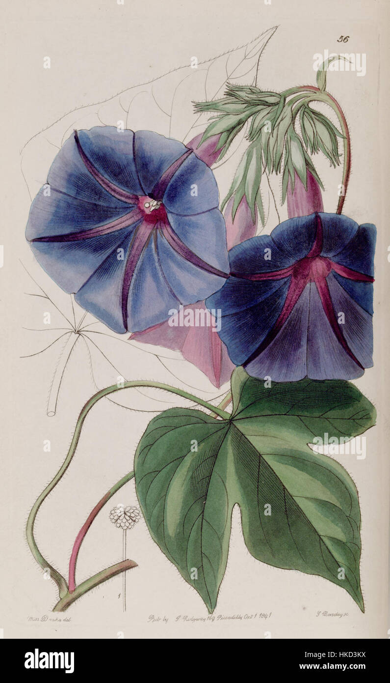 Ipomoea indica (as Pharbitis leari) Edwards's Bot. Reg. 27. 56. 1841 Stock Photo