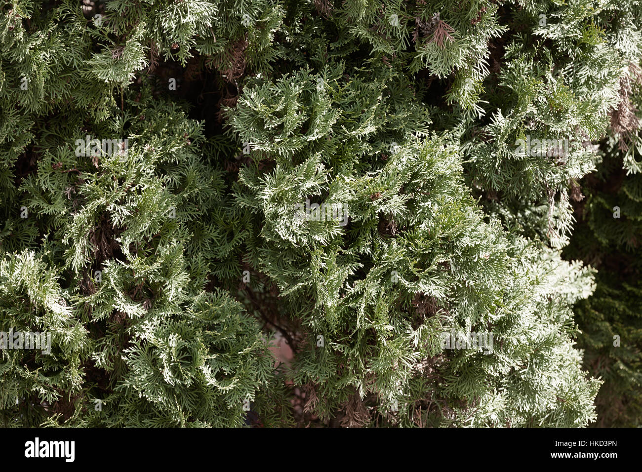 Thuja tree thick branches hi-res stock photography and images - Alamy