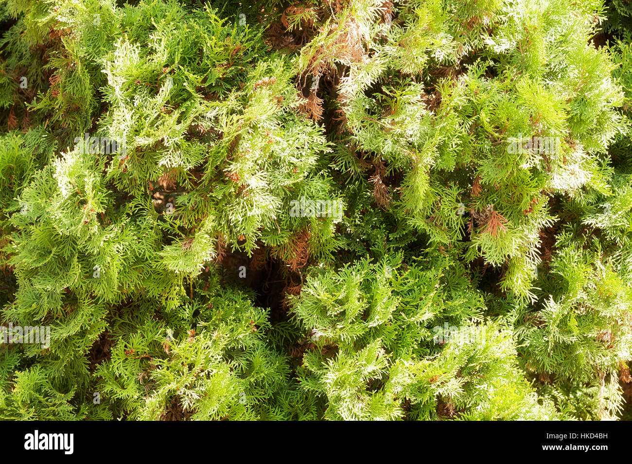 Thuja tree thick branches hi-res stock photography and images - Alamy