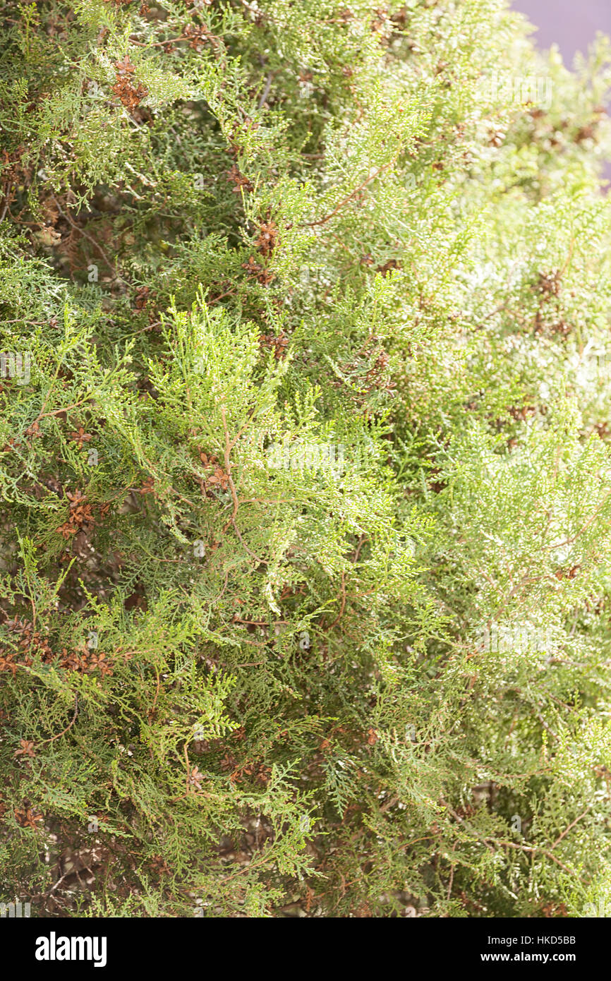 Thuja tree thick branches hi-res stock photography and images - Alamy