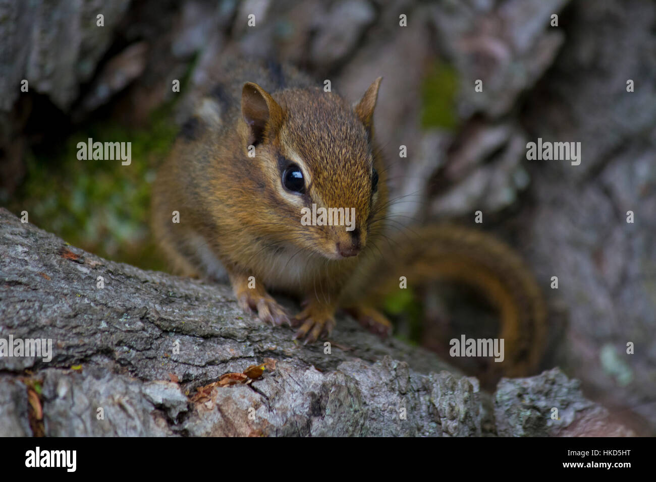 Chipmunk nesting hi-res stock photography and images - Alamy