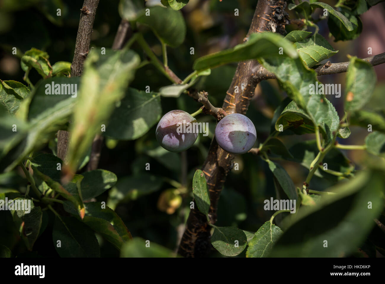 Plums growing at a farm, Israel Stock Photo Alamy