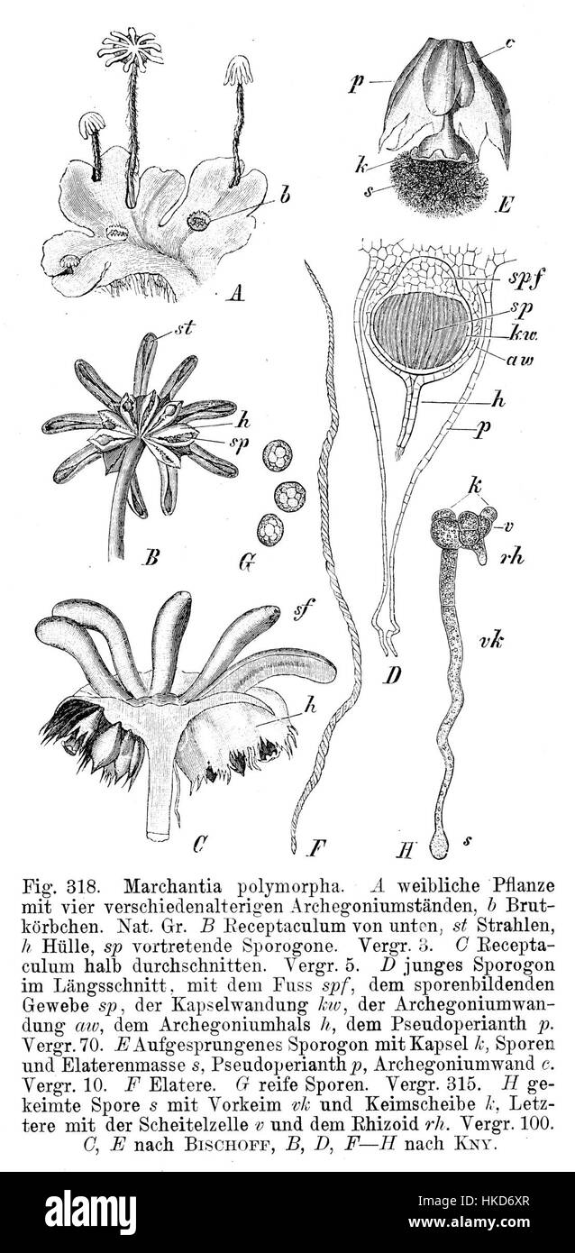 This botanical illustration of *Marchantia polymorpha* by Strasburger ...