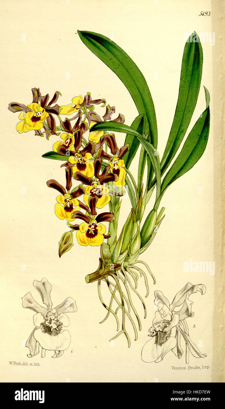 Oncidium longipes Curtis' 86 5193 (1860) Stock Photo