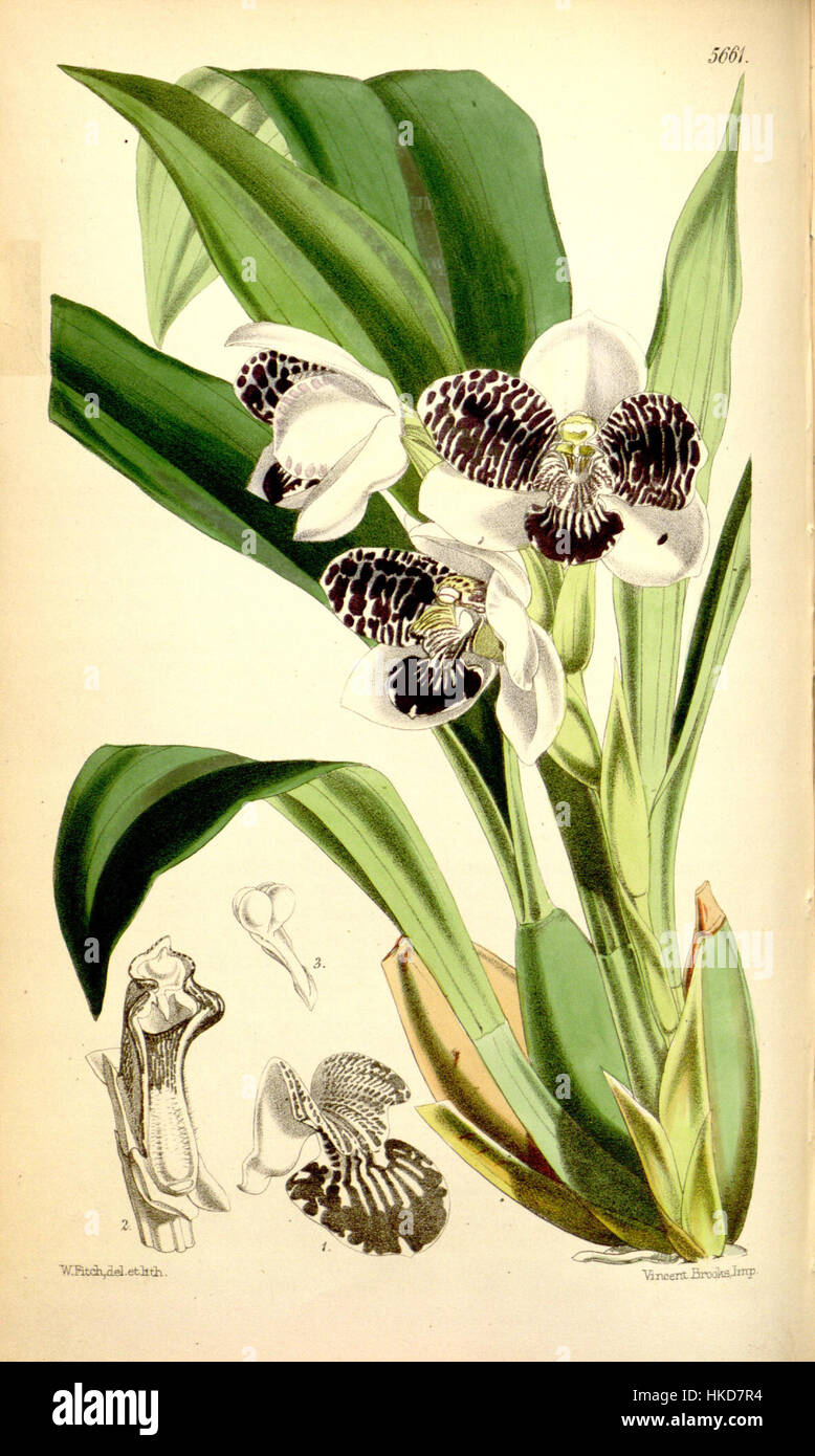 Pabstia jugosa (as Colax jugosus)   Curtis' 93 (Ser. 3 no. 23) pl. 5661 (1867) Stock Photo