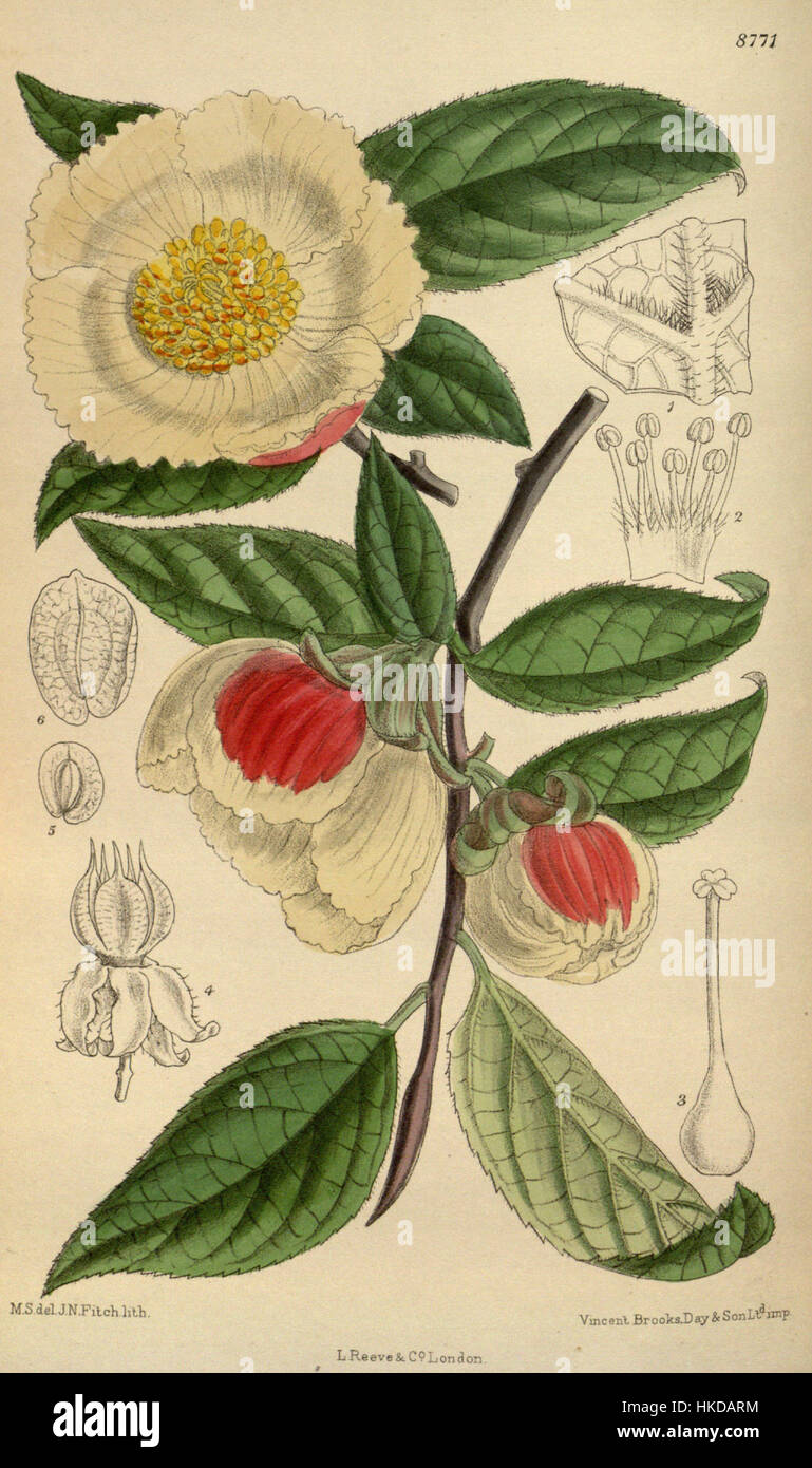 Design features detailed drawings of plants hi-res stock photography ...