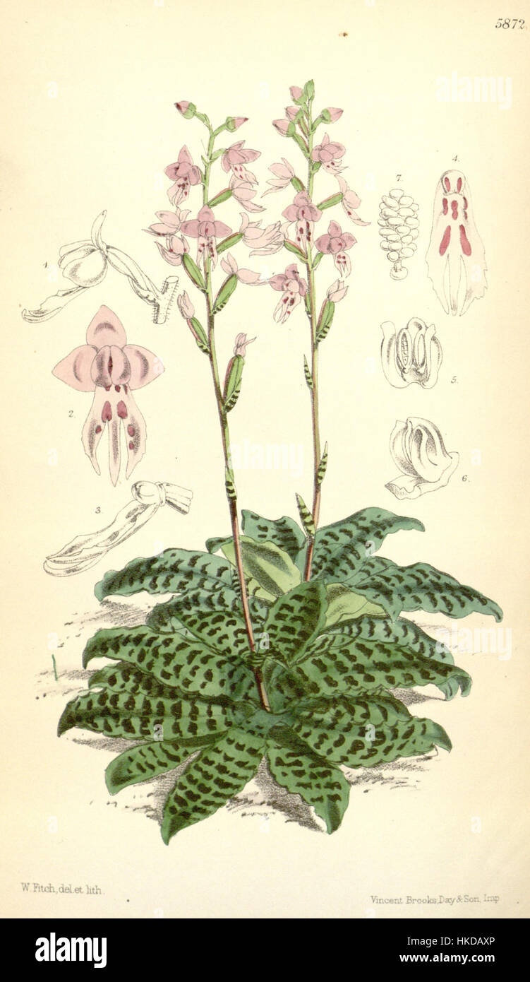 Stenoglottis fimbriata   Curtis' 96 (Ser. 3 no. 26) pl. 5872 (1870) Stock Photo