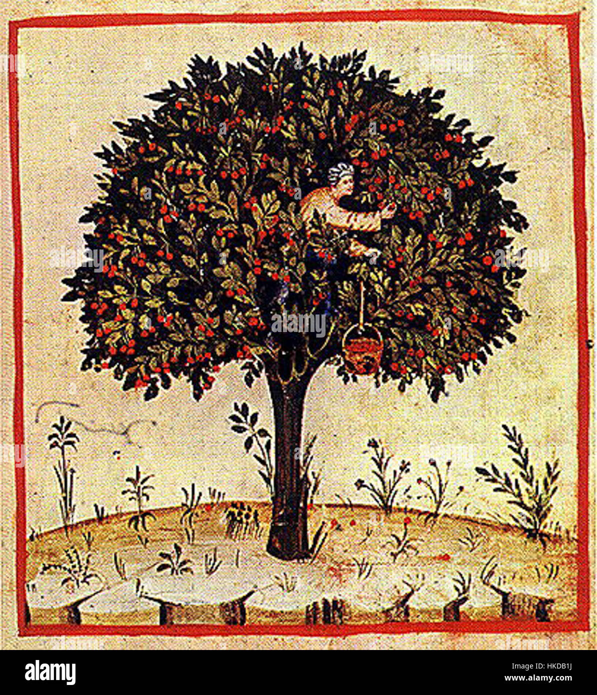Tacuin Cerise07 is an example of illuminated manuscript artwork ...
