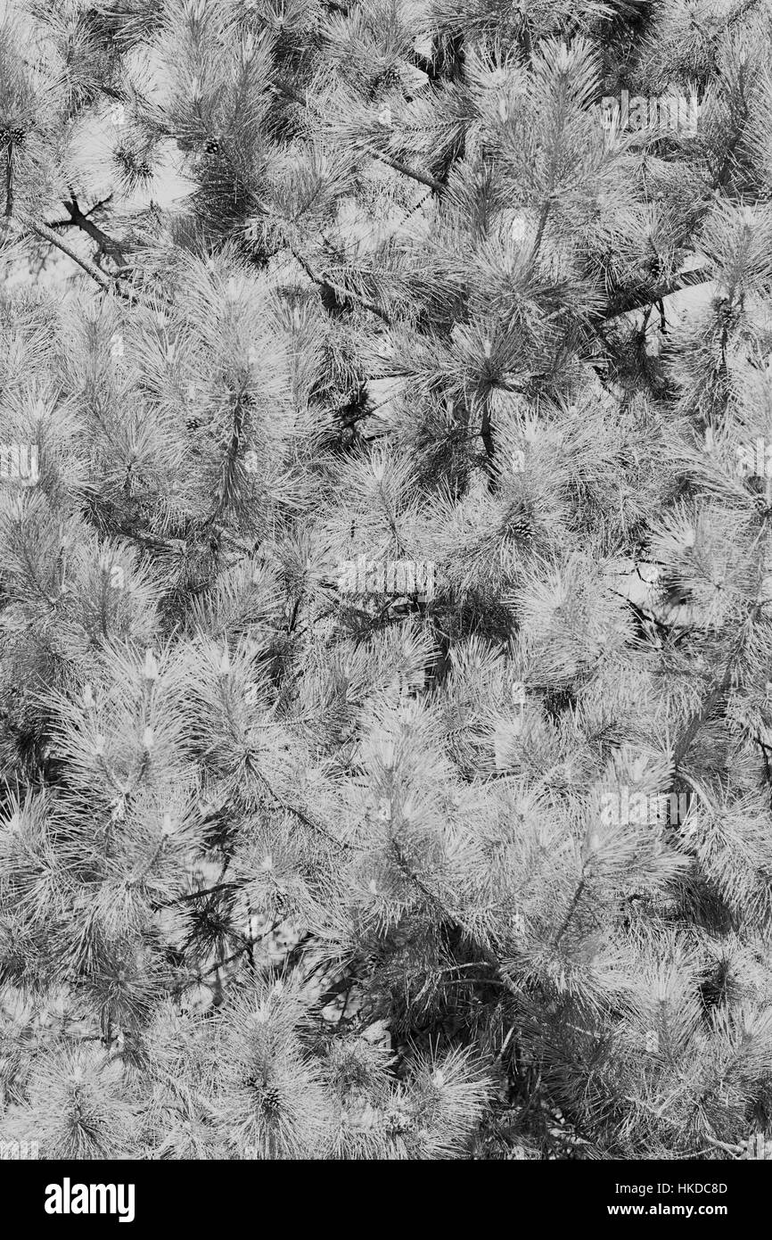 Evergreen pine tree branches Black and White Stock Photos & Images - Alamy