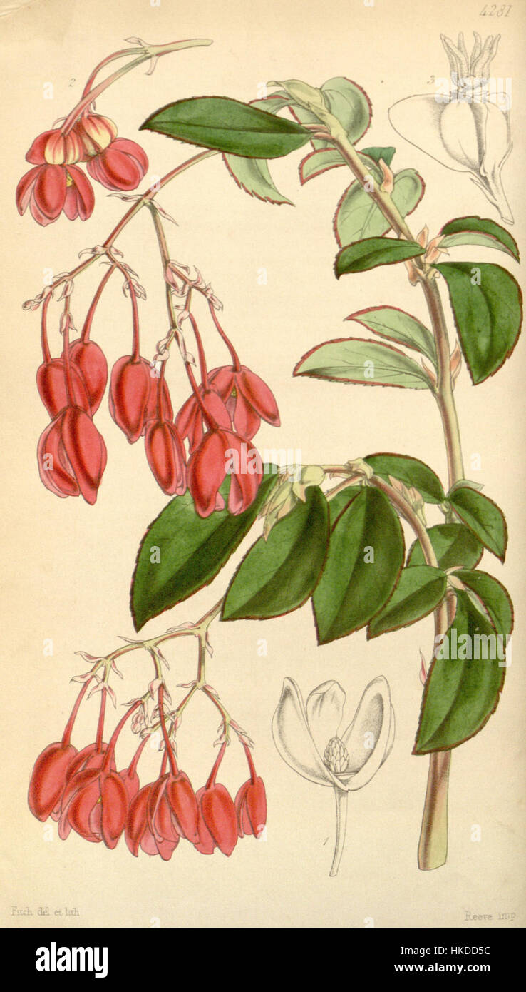 Begonia fuchsioides Stock Photo