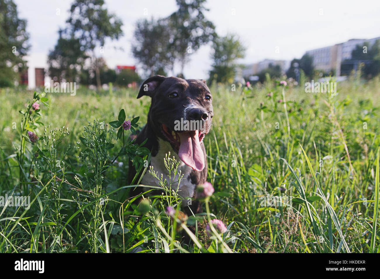 Dog having rest in green grass in park Stock Photo