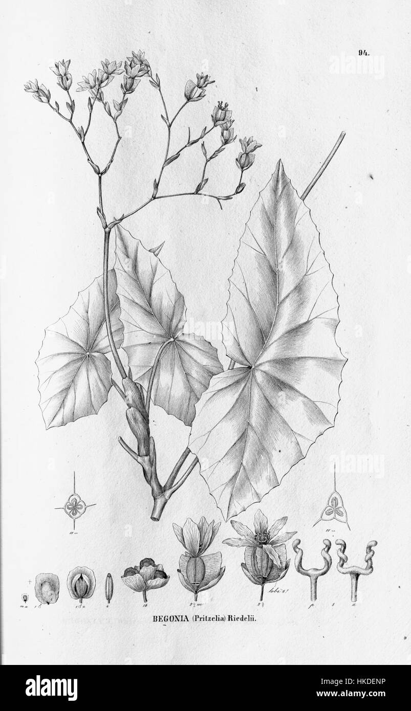 Begonia riedelii Stock Photo