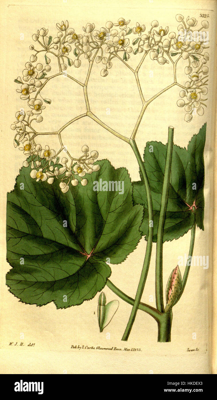 A botanical illustration of Begonia reniformis, a plant known for its ...