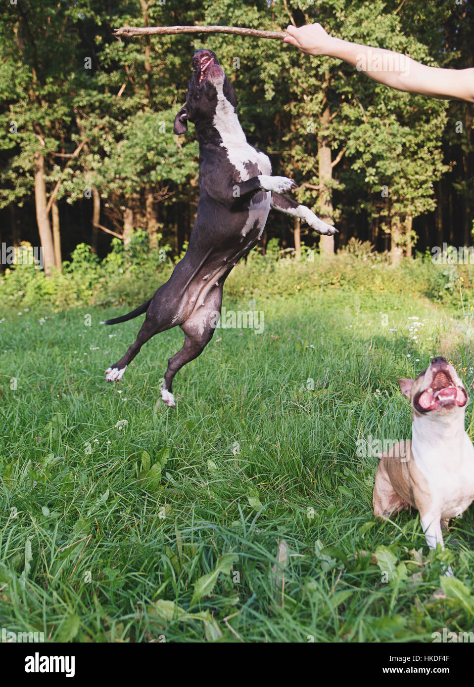 Dogs jumping to get piece of wood from human hand Stock Photo