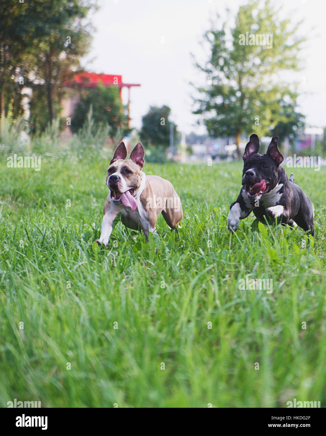 Dogs running on green field in park Stock Photo
