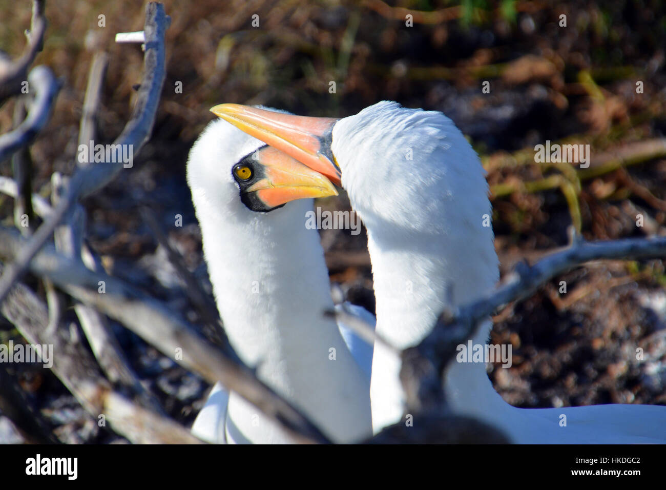 Two Nazca Boobies on Genovesa Island Stock Photo