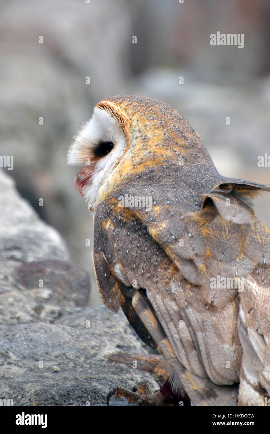 South American Barn Owl Stock Photo