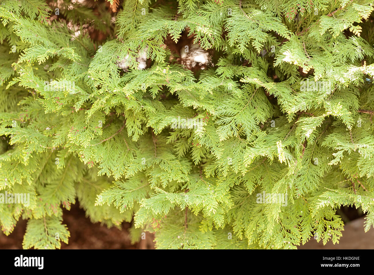 Thuja tree thick branches hi-res stock photography and images - Alamy