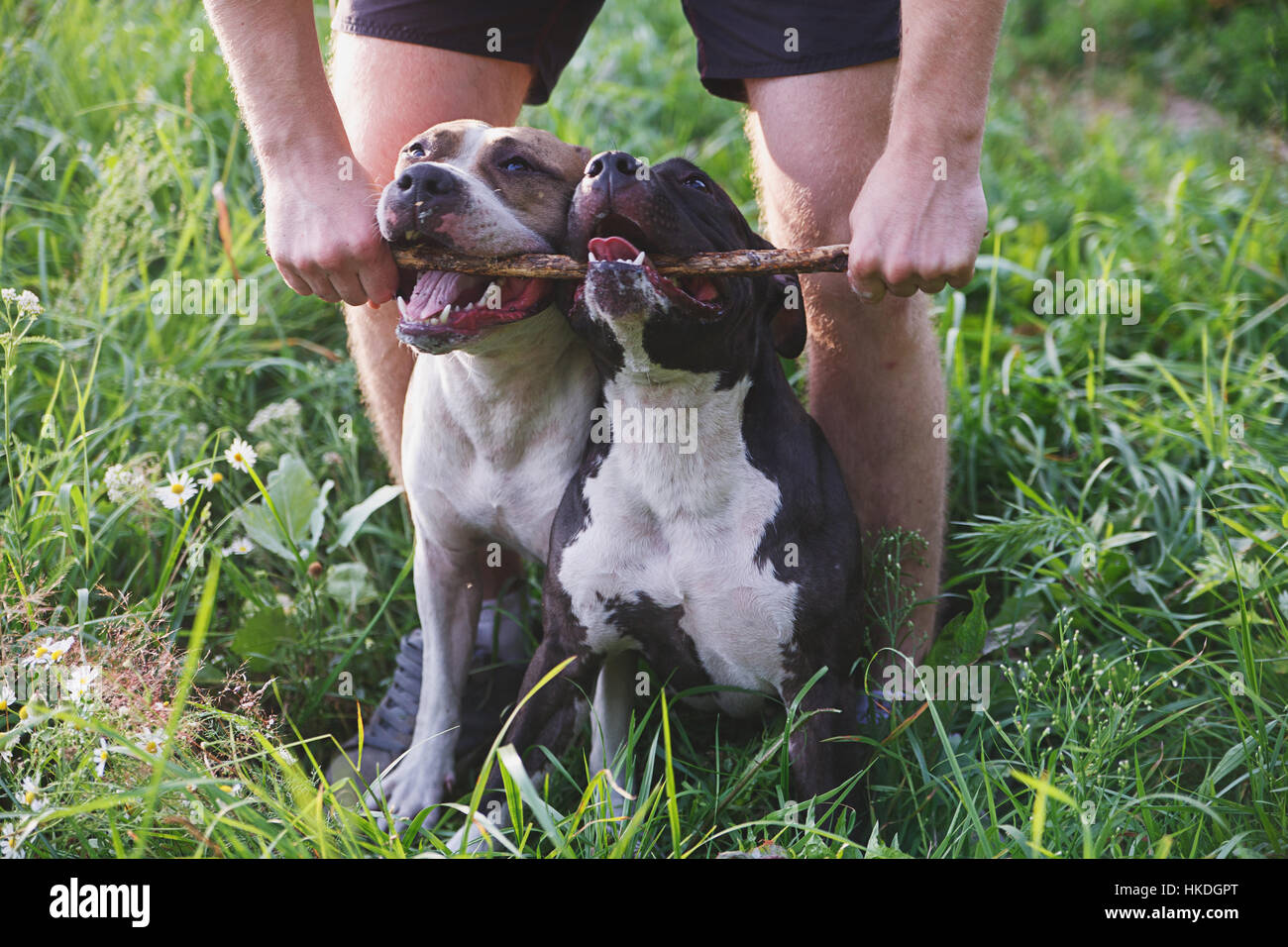 Human holding piece of wood in dogs mouth Stock Photo