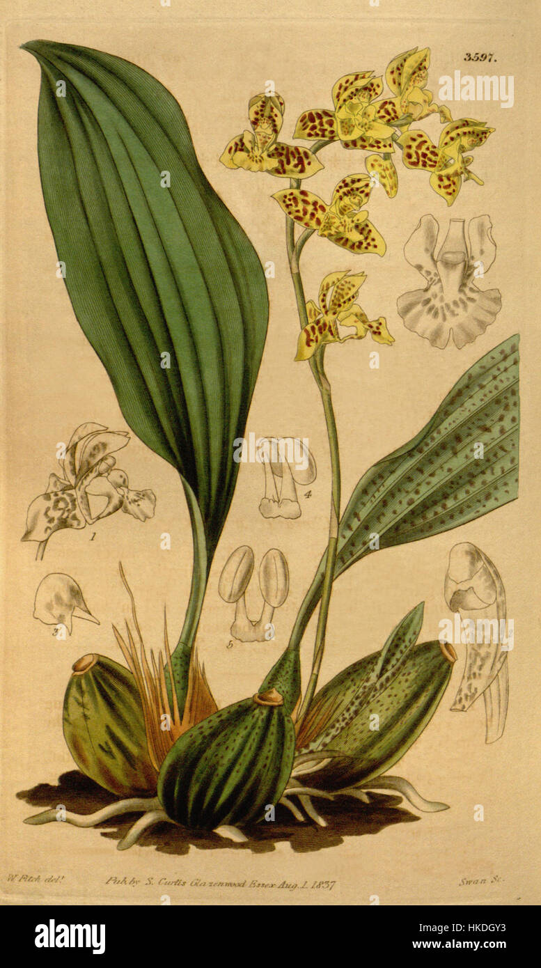 Bifrenaria (=Rudolfiella) aurantiaca   Curtis' v. 64 (NS 11) (1837) pl. 3597 Stock Photo