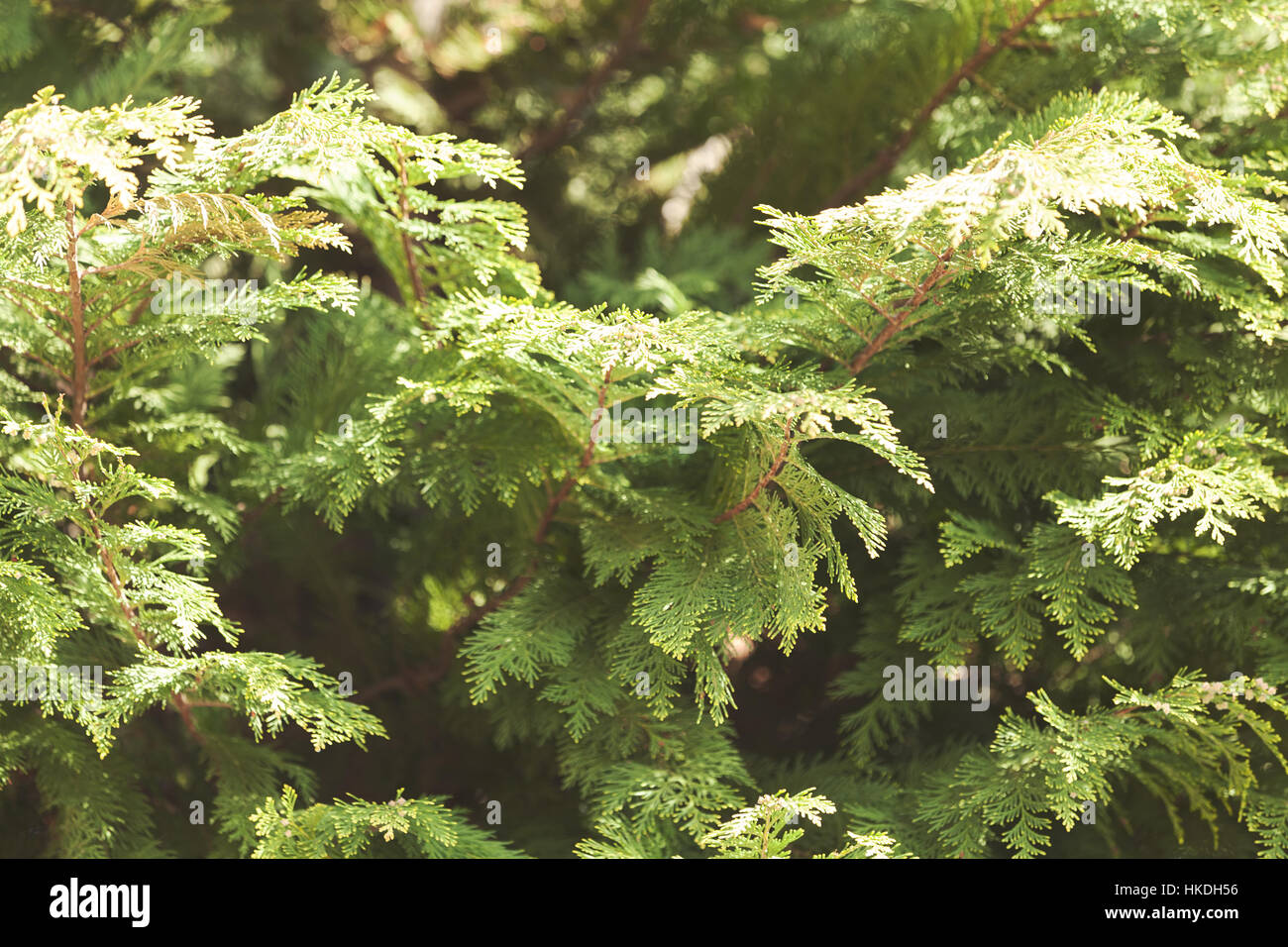 Thuja tree thick branches hi-res stock photography and images - Alamy