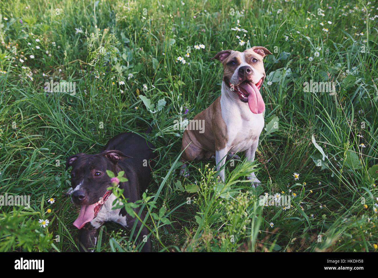 two dogs sitting in green grass in park Stock Photo - Alamy