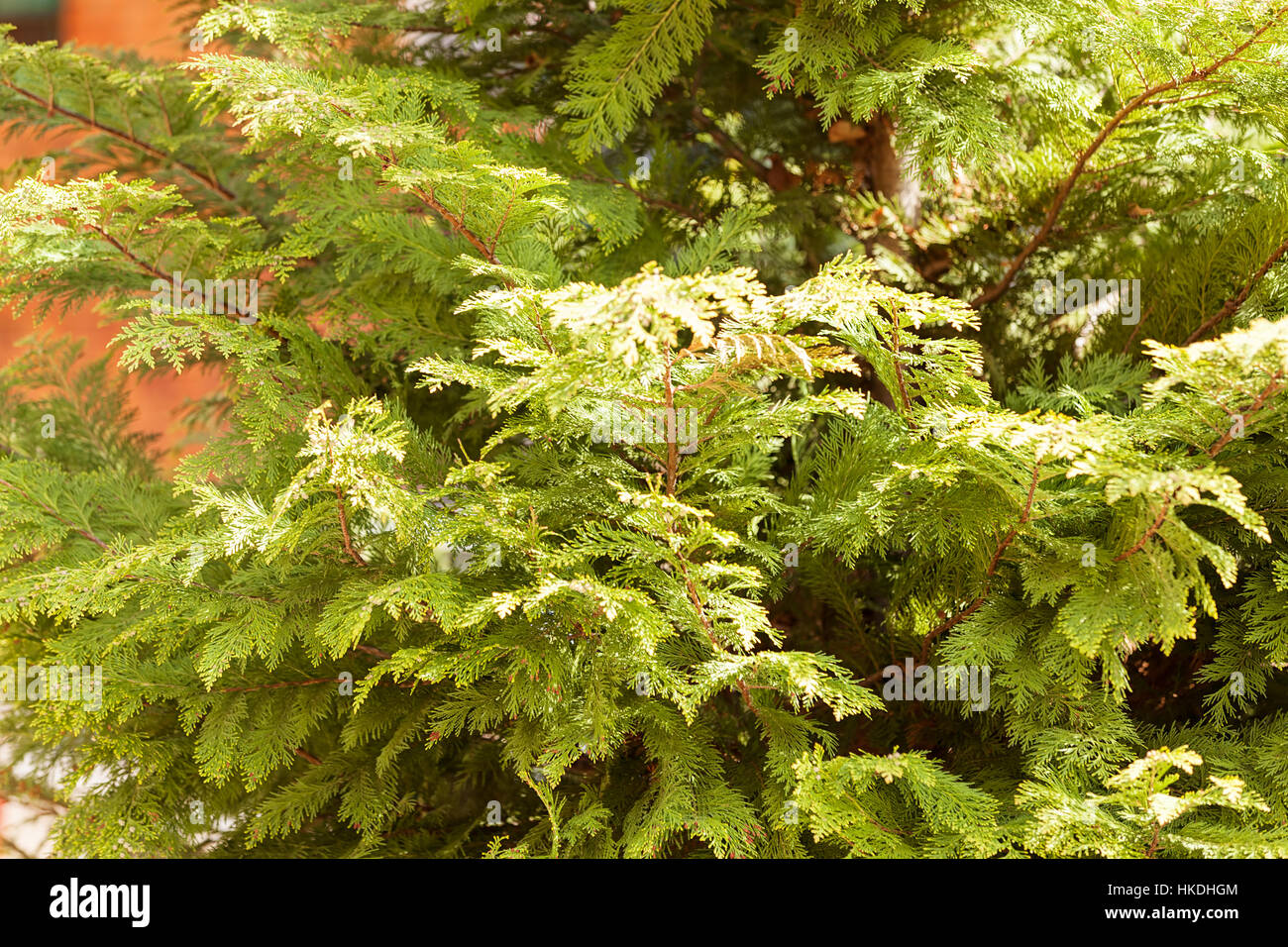 Thuja tree thick branches hi-res stock photography and images - Alamy