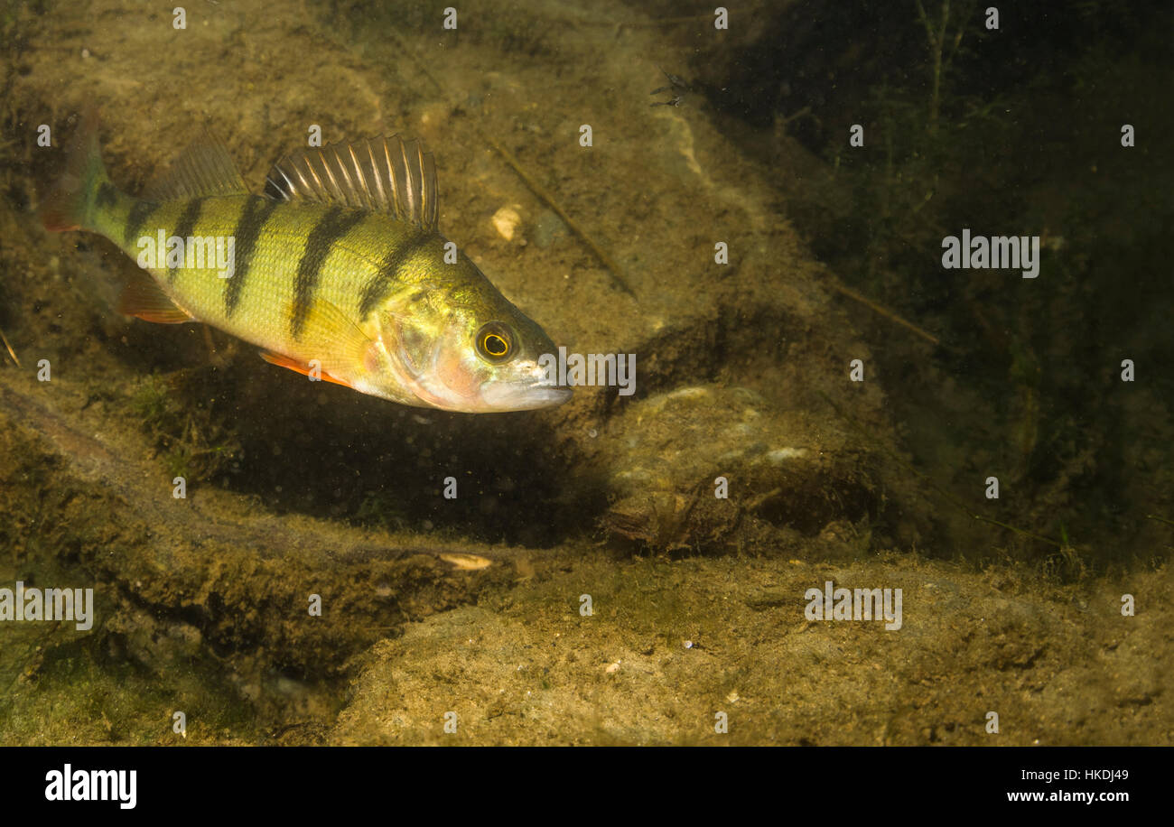 European perch (Perca fluviatilis), in natural habitat, Alte Donau ...