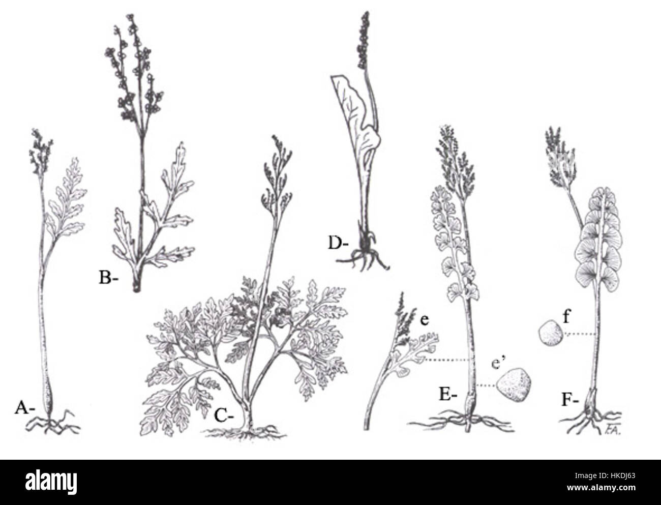 This botanical illustration focuses on the genus Botrychium, commonly ...