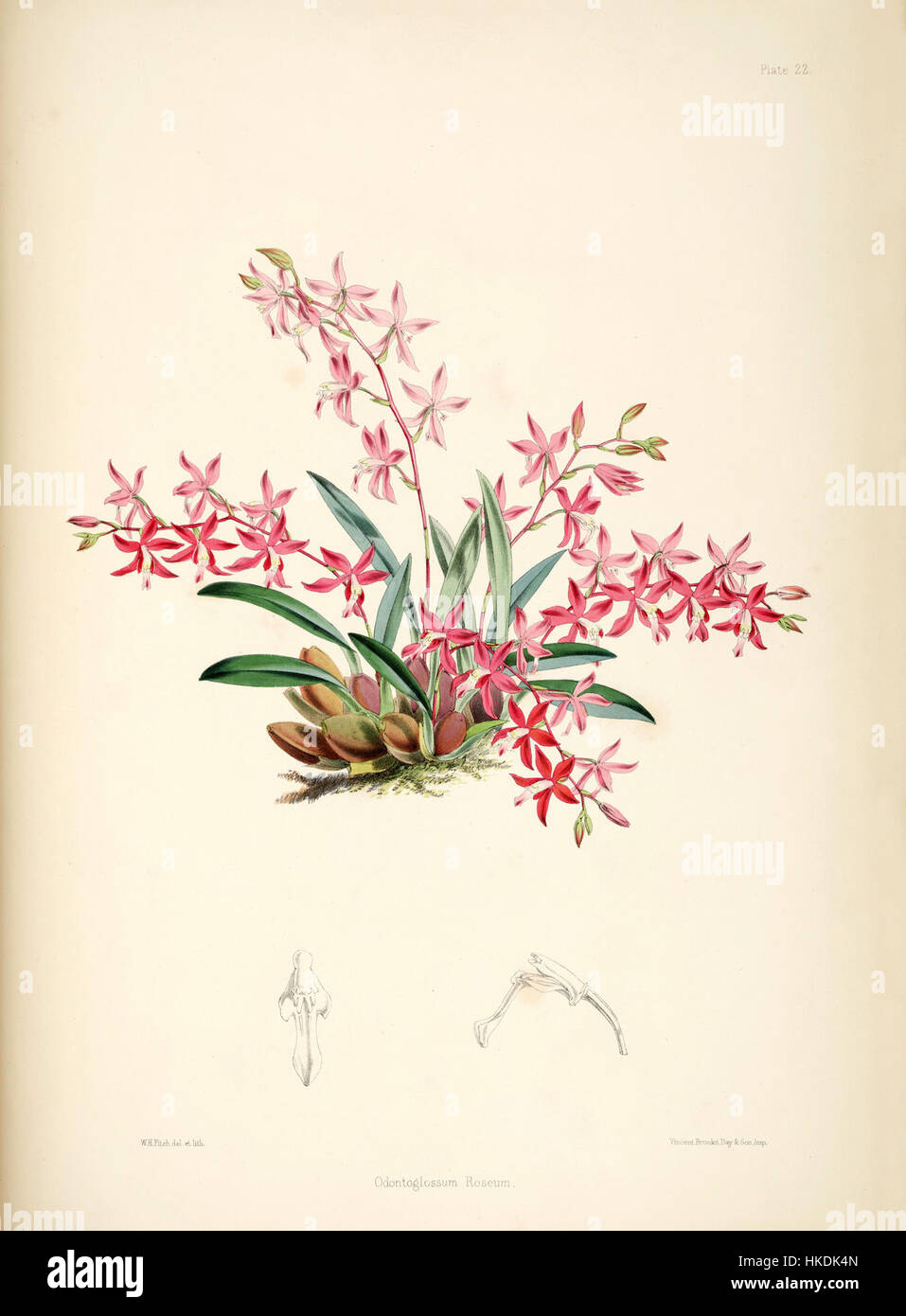 Cochlioda rosea (as Odontoglossum roseum)   pl. 22   Bateman, Monogr.Odont Stock Photo