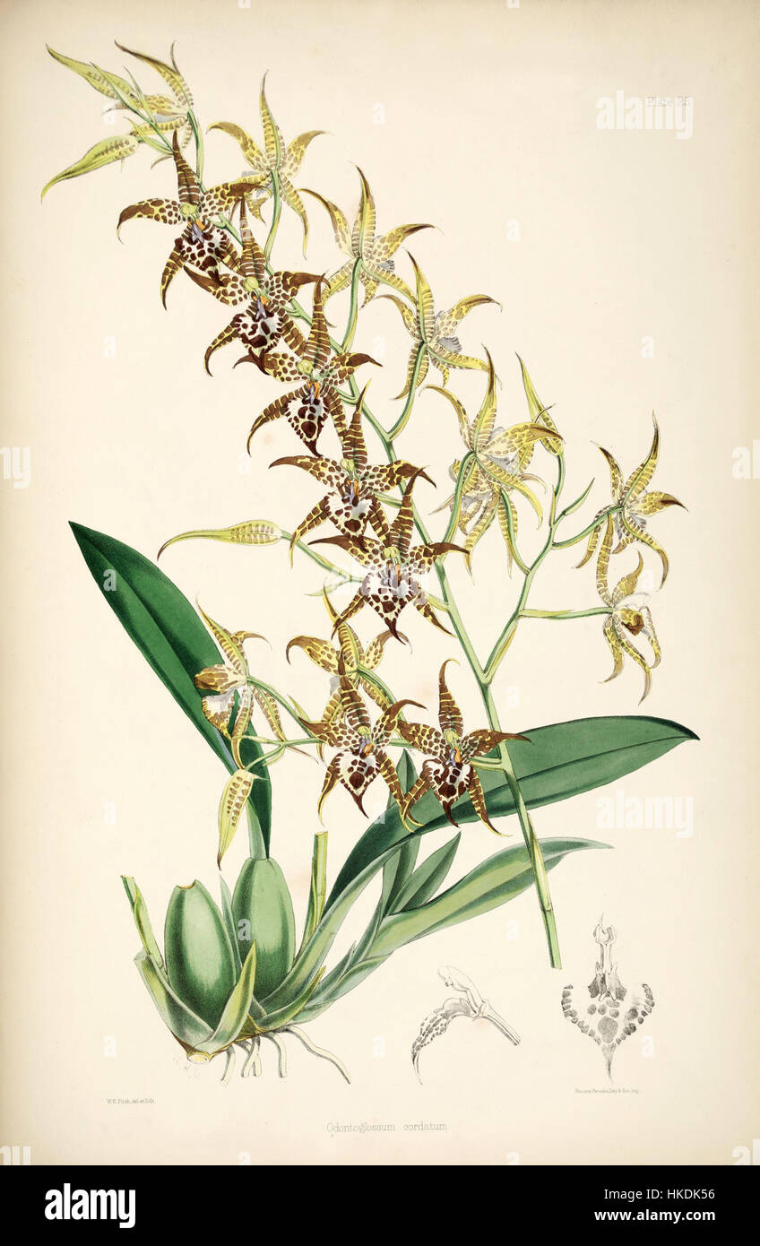 Rhynchostele cordata (as Odontoglossum cordatum)   pl. 25   Bateman, Monogr.Odont Stock Photo
