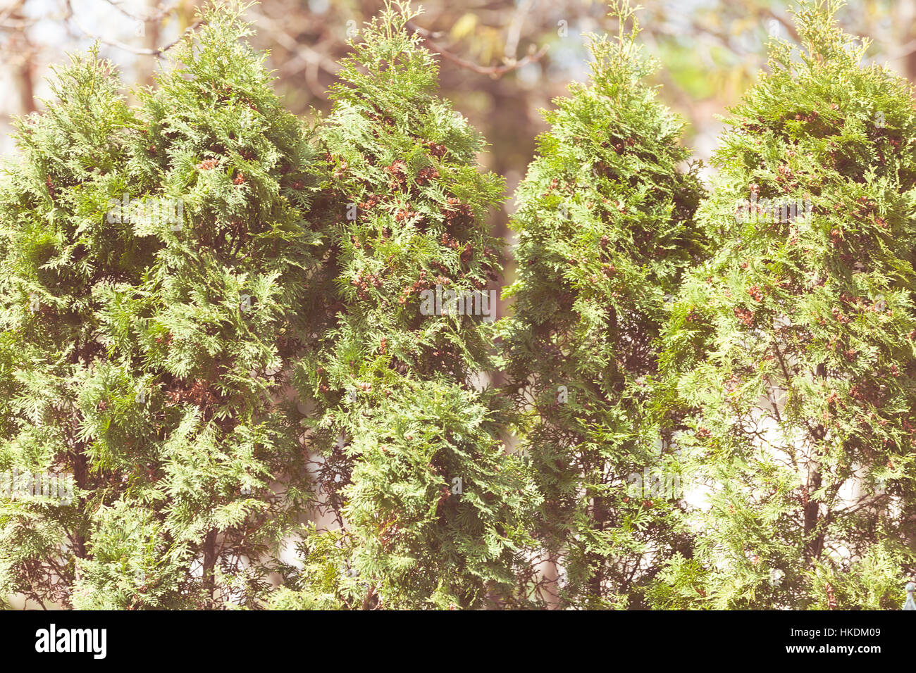 Thuja tree thick branches hi-res stock photography and images - Alamy