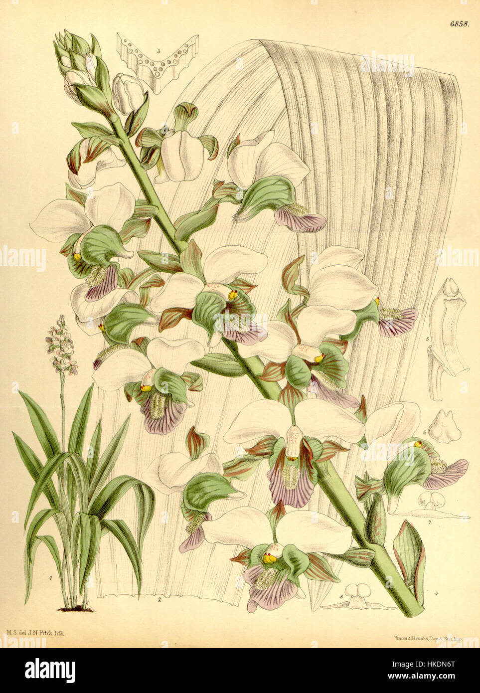Eulophia rosea (as Lissochilus sandersonii)   Curtis' 112 (Ser. 3 no. 42) pl. 6858 (1886) Stock Photo