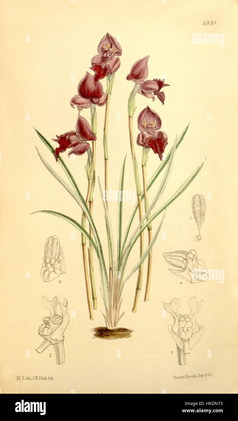 Disa spathulata subsp. spathulata (as Disa atropurpurea)   Curtis' 112 (Ser. 3 no. 42) pl. 6891 (1886) Stock Photo