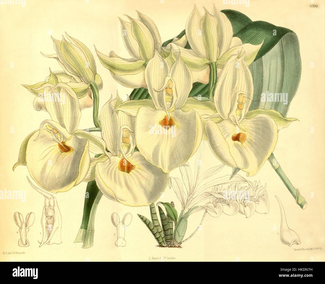 Catasetum pileatum (as Catasetum bungerothii)   Curtis' 114 (Ser. 3 no. 44) pl. 6998 (1888) Stock Photo