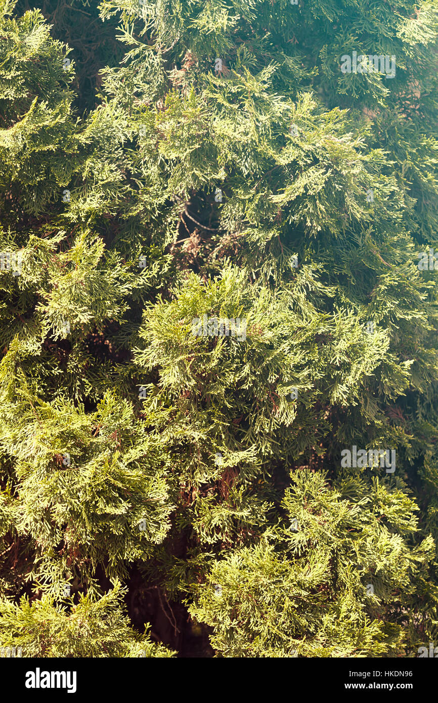 Thuja tree thick branches hi-res stock photography and images - Alamy