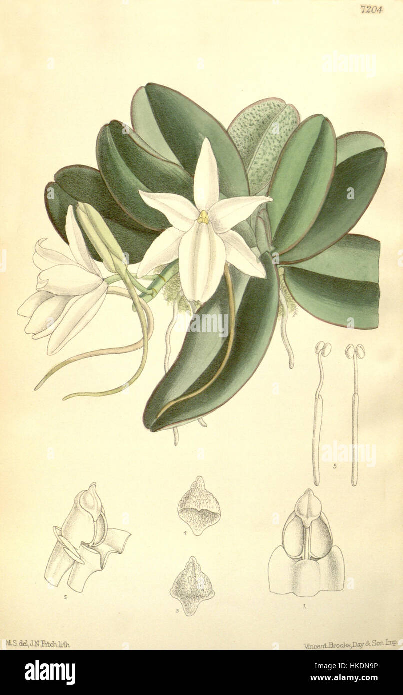 Aerangis fastuosa (as Angraecum fastuosum)   Curtis' 117 (Ser. 3 no. 47) pl. 7204 (1891) Stock Photo