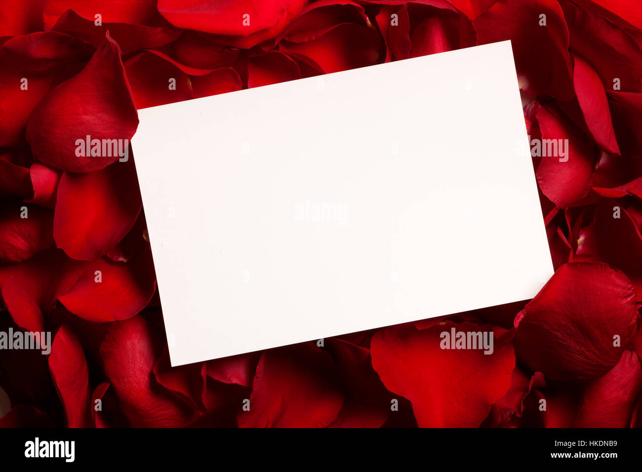 Card on a bed of red rose petals Stock Photo