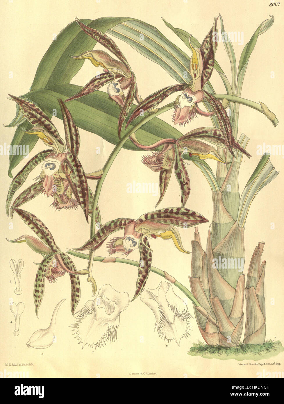 Catasetum saccatum (as C. christyanum)   Curtis' 131 pl. 8007 (1905) Stock Photo