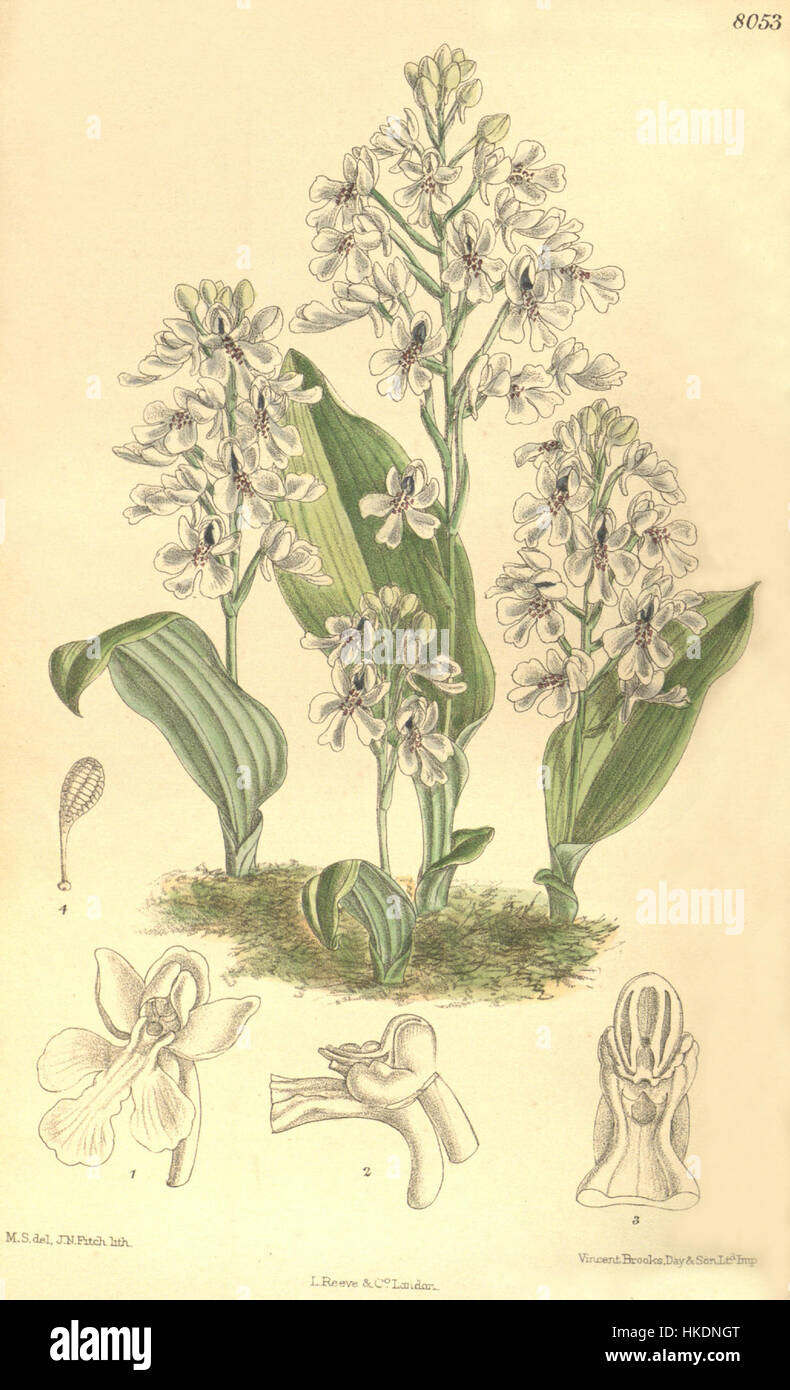 Cynorkis compacta (as Cynorchis compacta)   Curtis' 132 (Ser. 4 no. 2) pl. 8053 (1906) Stock Photo