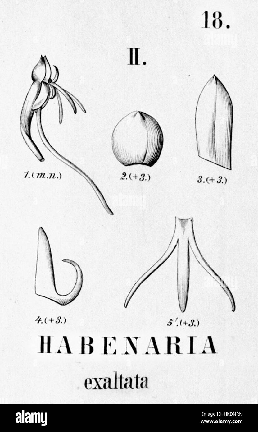 Habenaria exaltata   cutout from Flora Brasiliensis 3 4 18 fig II Stock Photo