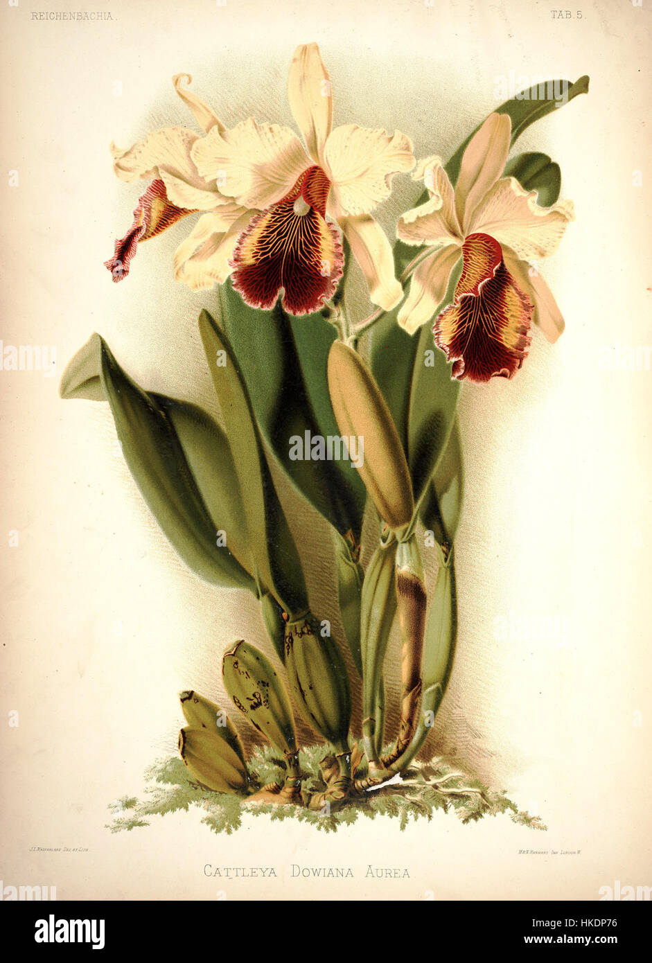 Frederick Sander   Reichenbachia I plate 05 (1888)   Cattleya dowiana aurea Stock Photo